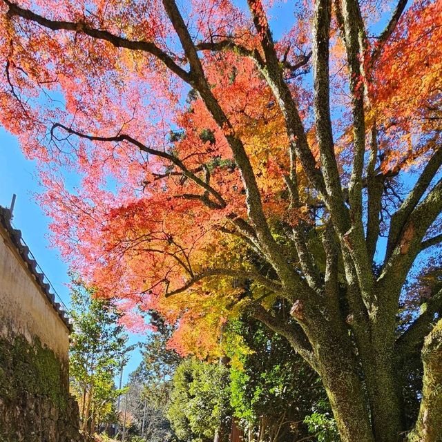 〔圓教寺會館〕，秋日沉浸於歷史與自然空間。