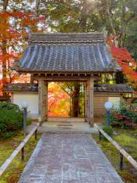 京都紅葉🌿🍁苔と紅葉のハーモニー🍁🌿苗秀寺☺️