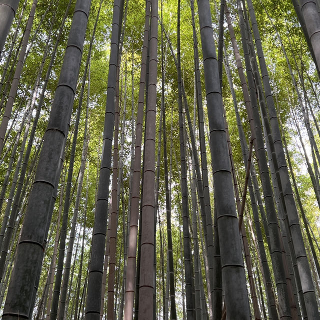 오사카 근교여행지🍁 가을 일본은 단연 교토여행을 빼놓을 수 없어요✨