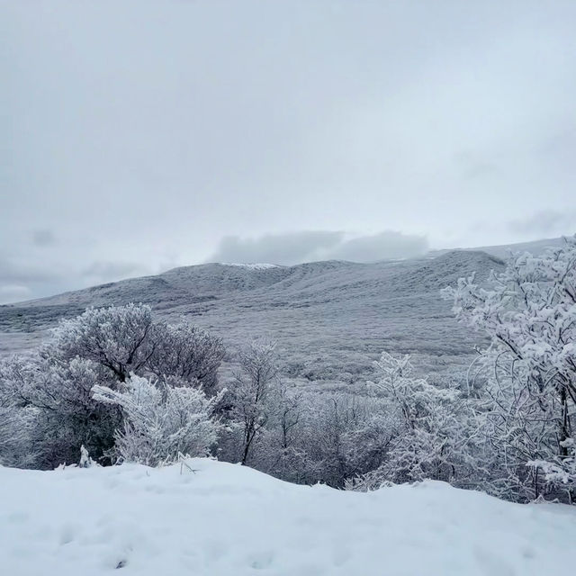 Winter Wonderland: Hiking Hallasan in Jeju’s Snowy Embrace