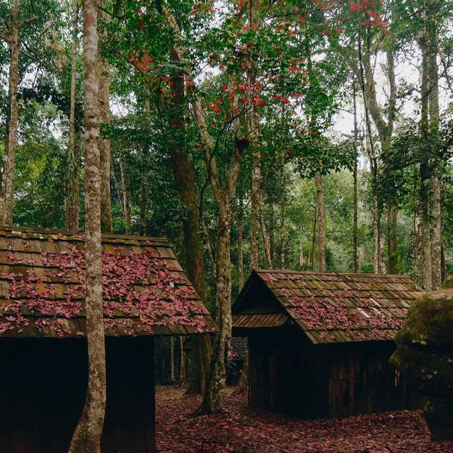 ฤดูกาลเมเปิ้ลแดง 1 ปีมี 1 ครั้ง 🍁