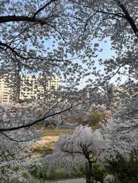 สวนสาธารณะยางแจชอน