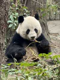 A full day Panda watching? I couldn’t believe my eyes! 