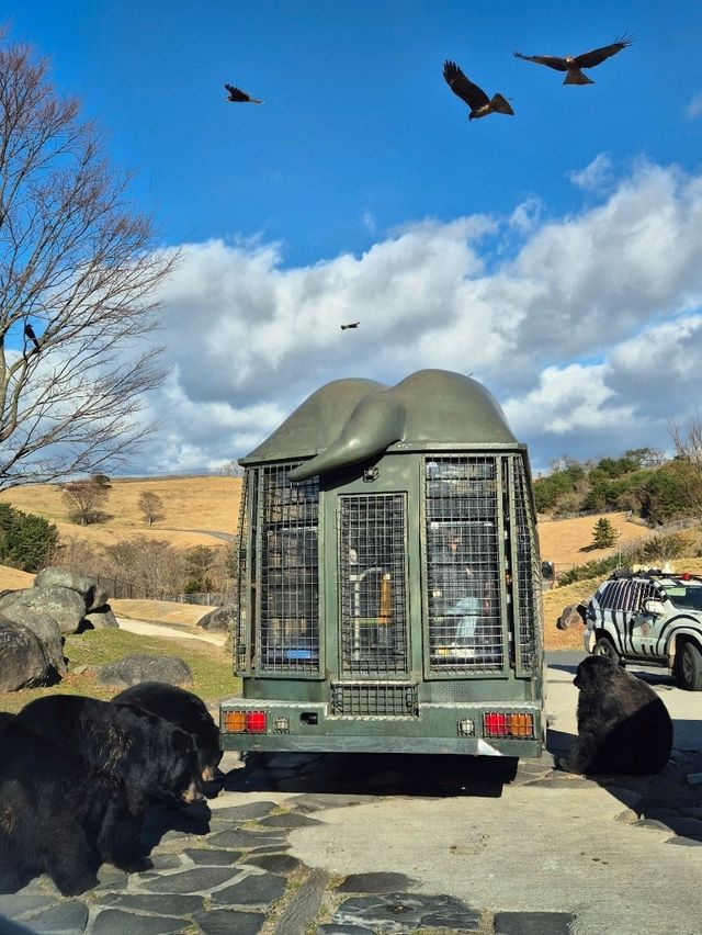 Kyushu Wildlife African Safari 🐆🐃🦬🦌🦓🐘🦒