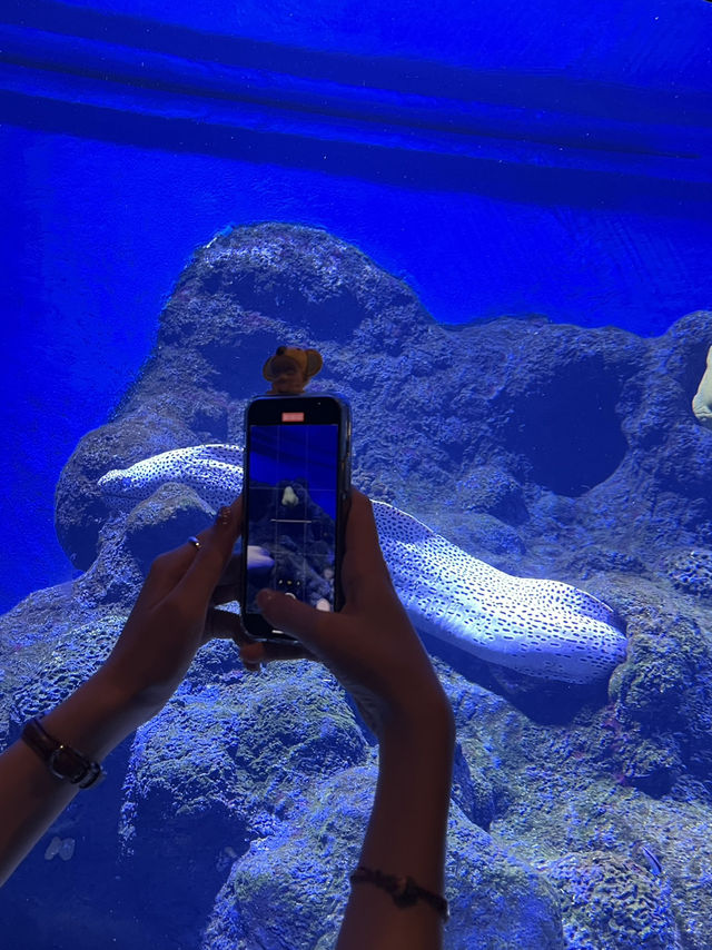 🇸🇬 S.E.A. Aquarium 🫧🪼🐠