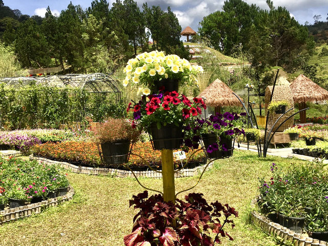 Frost-Kissed Floral Haven @Betong