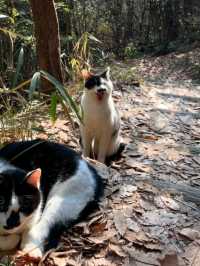 猫の住む山