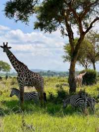 🦁 Explore Serengeti National Park, Tanzania – A Safari Like No Other! 🌿🐾