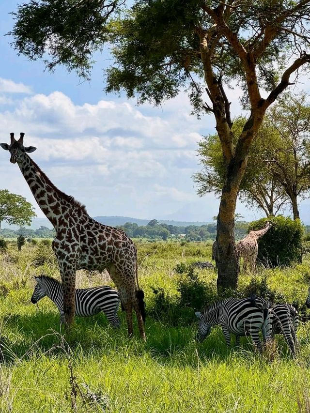 🦁 Explore Serengeti National Park, Tanzania – A Safari Like No Other! 🌿🐾