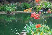 Bouquets of Delight — Spring Bloom in Hong Kong Park