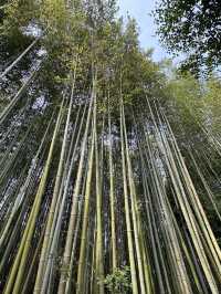 🌸 京都嵐山的櫻花與竹林交融：一場難忘的絕景之旅 🌿