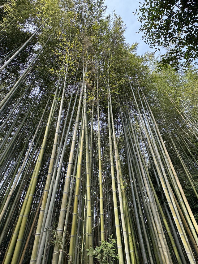 🌸 京都嵐山的櫻花與竹林交融：一場難忘的絕景之旅 🌿