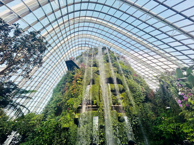 雲霧林看瀑布與植物