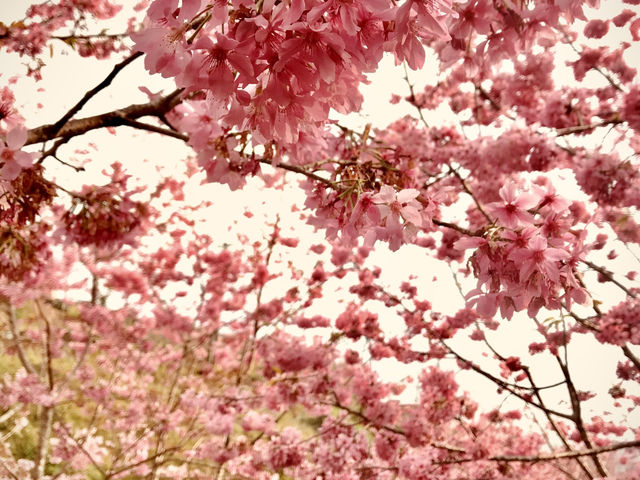 嘉義🌸 櫻之道賞櫻去，準備好你的相機和笑容了嗎？🤣