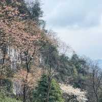 晴空森林🌸櫻花如海