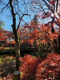 가을의 큐슈 여행기 🍁✨ – 후쿠오카부터 이토시마까지