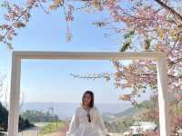 ซากุระบาน @ภูหมอกรีสอร์ท
