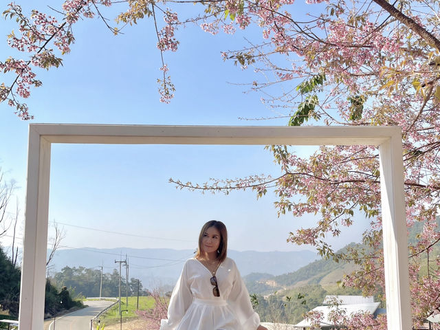 ซากุระบาน @ภูหมอกรีสอร์ท