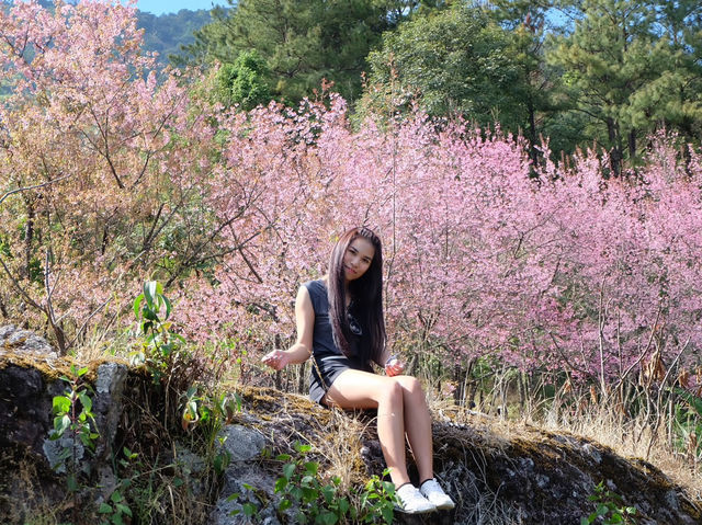 ซากุระเมืองไทย 🌸 ดอกนางพญาเสือโคร่ง @เชียงใหม่
