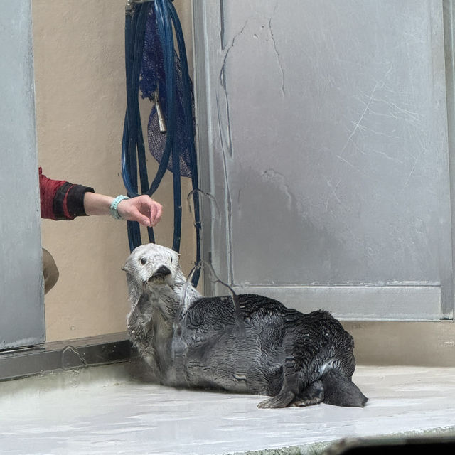 水族館好きな人は絶対に人生で1度は行くべき！色んな動物に出会える鳥羽水族館🥳💖