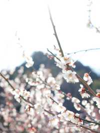 【埼玉×越生梅林】関東三大梅林のひとつ  幸せを招く福寿草も・・