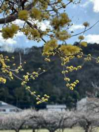 【埼玉×越生梅林】関東三大梅林のひとつ  幸せを招く福寿草も・・