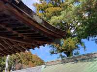 琵琶湖畔的海上鳥居，滋賀縣近江的白鬚神社