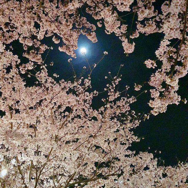 🌸 **仙台西公園櫻花觀賞遊覽分享** 🌸