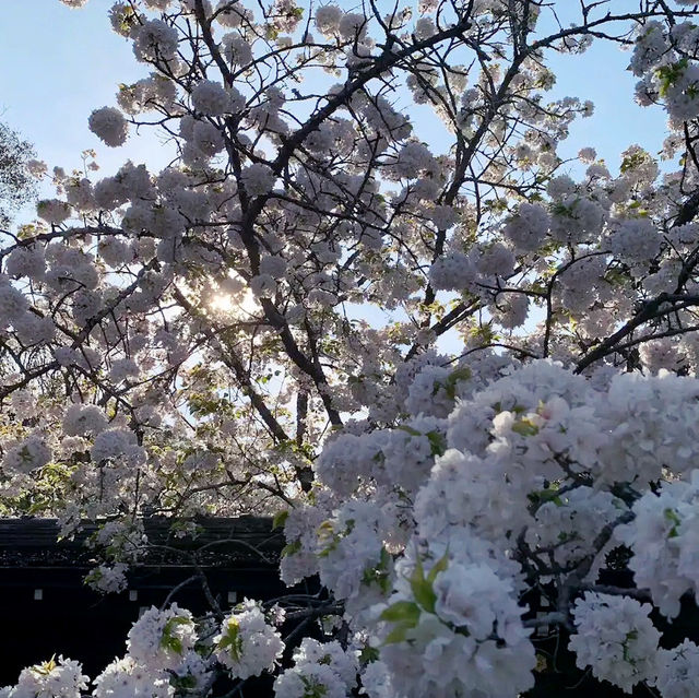 🌸 **大阪京都魁櫻賞花遊覽分享** 🌸