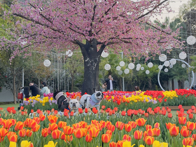 鬱金香花園