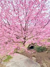 財伯櫻花果園 新竹在地超美櫻花海
