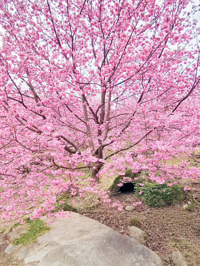 財伯櫻花果園 新竹在地超美櫻花海