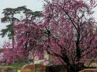 Learn about the fascinating ancient city of Rome here at the Roman Forum.