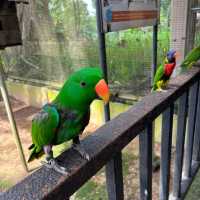 新加坡飛禽公園～鳥類的天堂