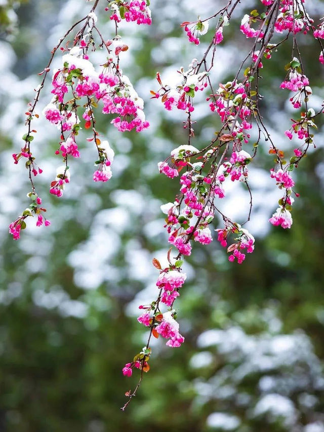 Winter and Spring Magic at Lijiang Black Dragon Pool
