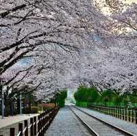 GYEONGHWA STATION | CHASING CHERRY BLOSSOMS