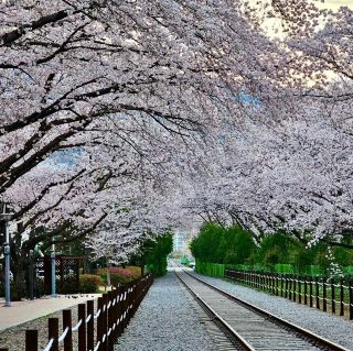 GYEONGHWA STATION | CHASING CHERRY BLOSSOMS