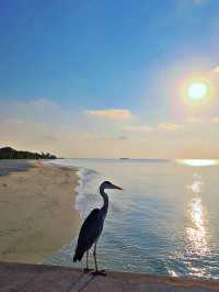 🌸 *Springtime in Kuredu – where the ocean meets paradise.*  
