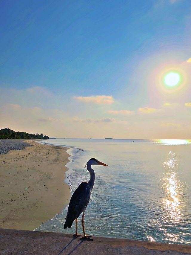 🌸 *Springtime in Kuredu – where the ocean meets paradise.*  