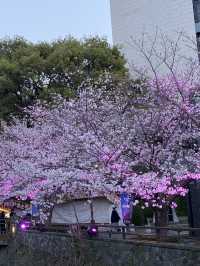 櫻花盛開的熊本城