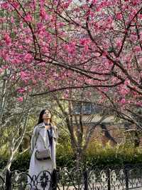 A Floral Paradise: Admiring Cherry Blossoms & Magnolias in Zhengzhou’s People’s Park