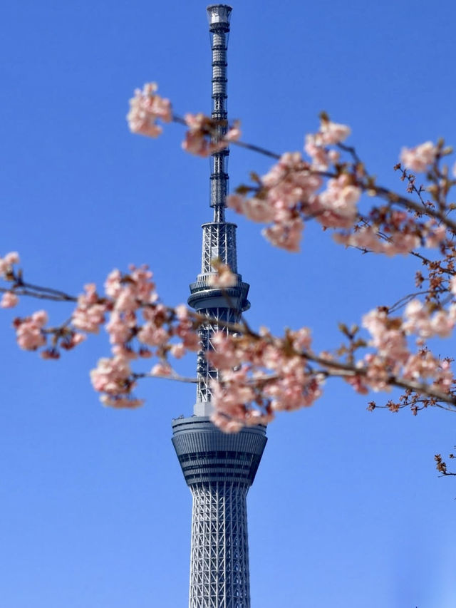 Kawazu Sakura & Tokyo Skytree: A Hidden Gem