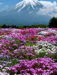 富士山×絶景フラワー🌸富士本栖湖リゾートで癒しのひととき