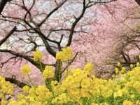 Chasing Sakura at Matsuda Cherry Blossoms Festival