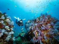 สำรวจ Dive site เกาะพระทอง