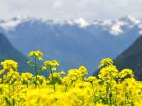 【六月林芝漫遊】🌼🏵金黃油菜花與雪山的夏日戀歌🏔