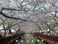 Korea's largest Spring Festival