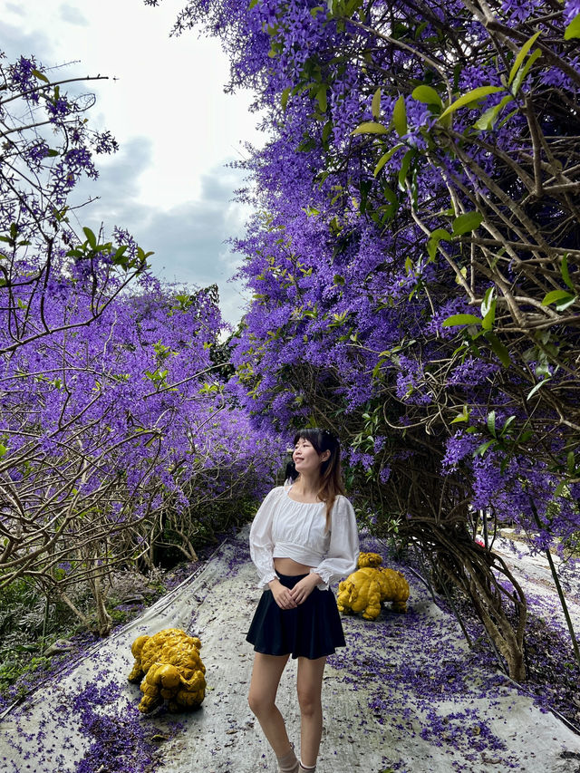 夢幻紫色花海 南投賞花秘境
