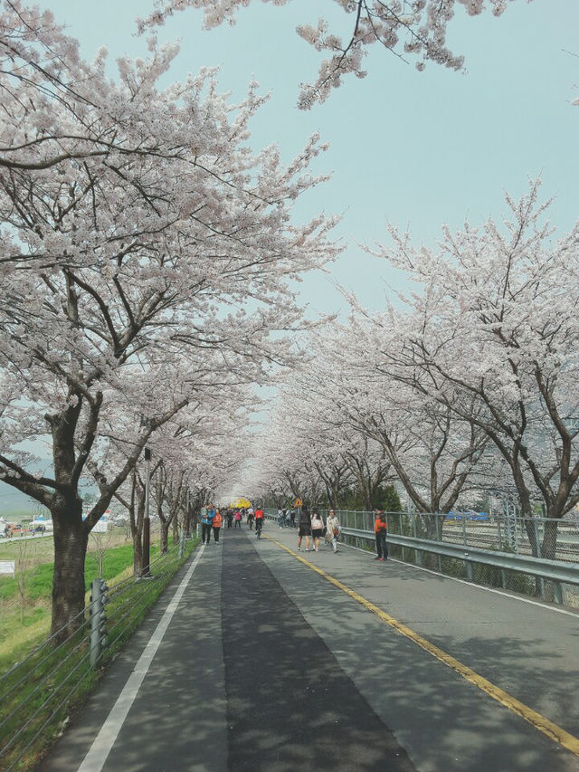 매년 기차타고 찾아가는 부산근교벚꽃길