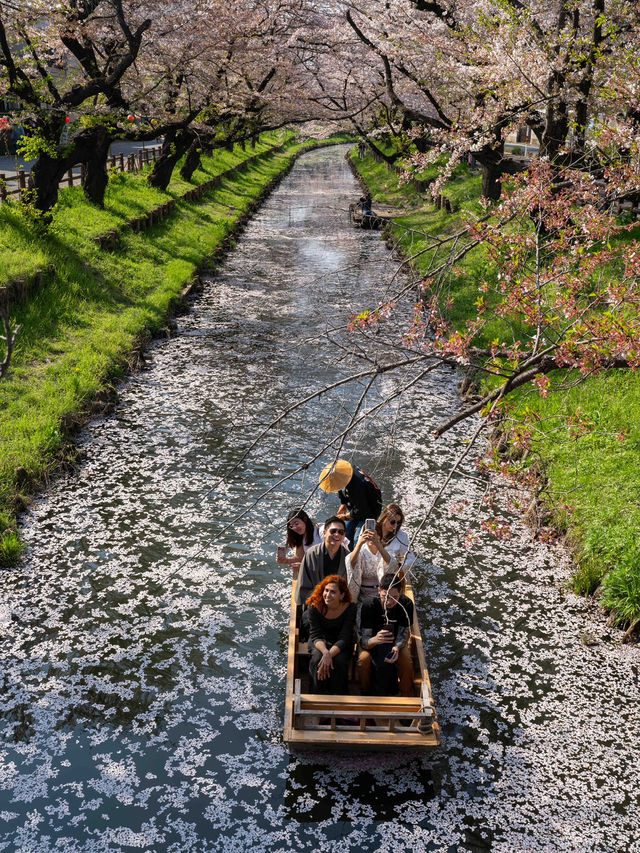 川越 新河岸川の桜 🌸🎐春の川越が一層美しくなる瞬間